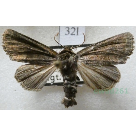 Agrochola ruticilla (Esper, 1791) Czech32l